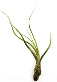 tillandsia-oplatwa-powietrzna-air-plants-bez-doniczki-butzii-s-12-cm