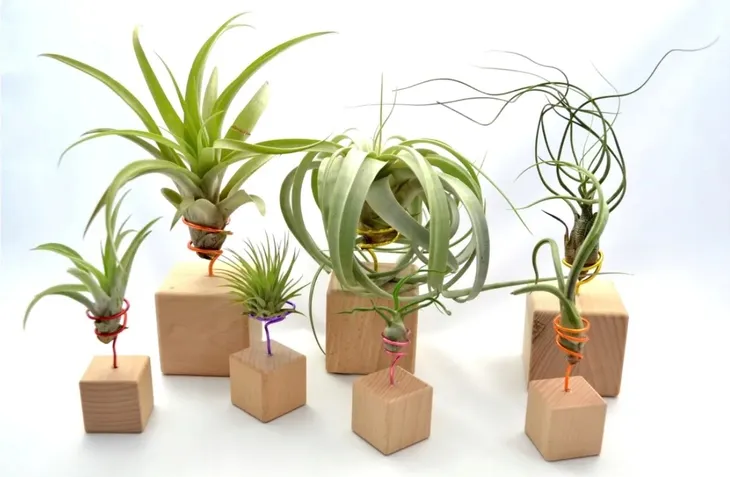 tillandsia-capitata-s-6-7-cm-odmiana-tillandsia