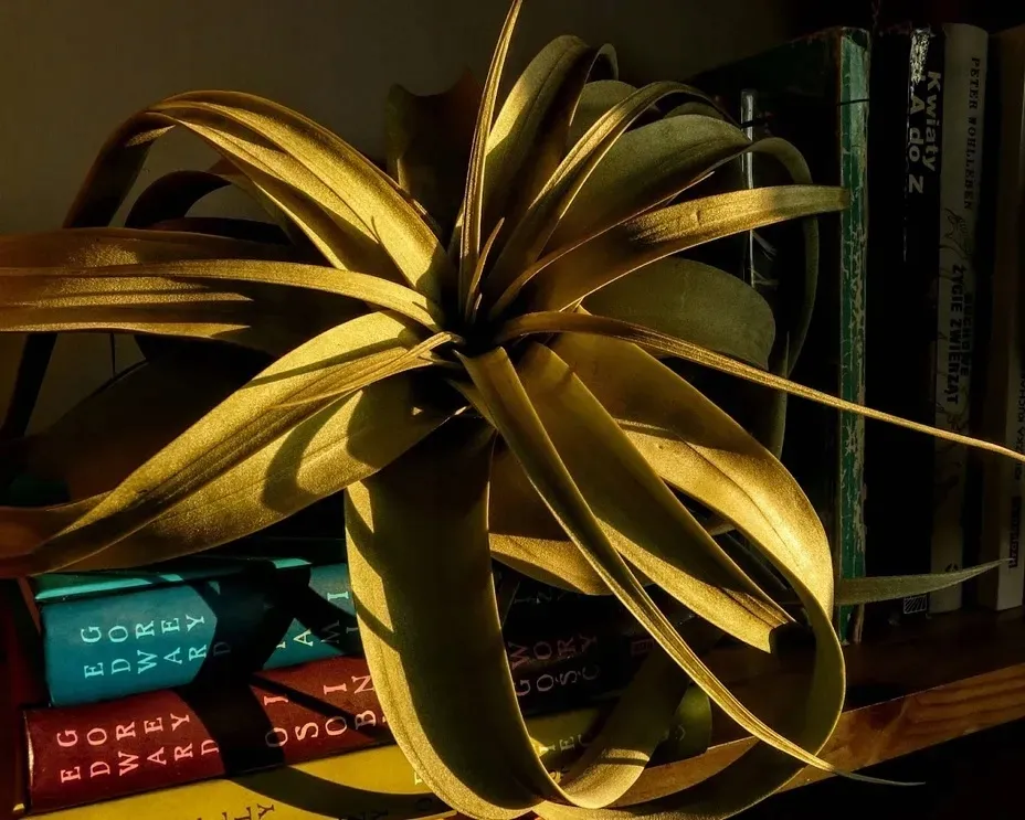 tillandsia-capitata-s-6-7-cm-rodzaj-rosliny-inny