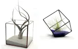 tillandsia-capitata-s-6-7-cm-nazwa-lacinska-inna