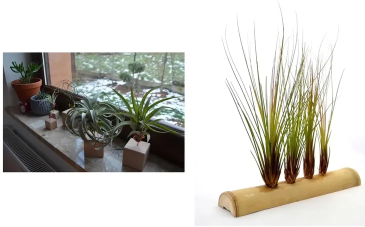 tillandsia-capitata-s-6-7-cm-nazwa-rosliny-oplatwa