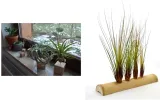 tillandsia-capitata-s-6-7-cm-nazwa-rosliny-oplatwa