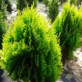 tuja-zywotnik-wschodni-aurea-sadzonka-ladna-zdrowa