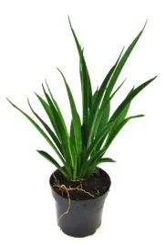 sansevieria-kirkii-sansewieria-wezownica-p10