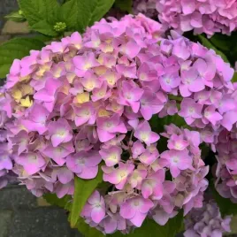 hortensja-ogrodowa-sibilla-sadzonki-piekne-kwiaty-rozowe-kwiaty-sadz-xl