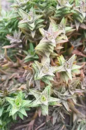 aloe-squarrosa-rzadki-aloes-13-cm-p5