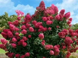 hortensja-bukietowa-melba-piekne-kwiaty-rozowe-kwiaty-silnie-kwitnaca