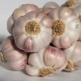 czosnek-polski-lubasza-500g-ozimy-do-sadzenia-jedzenia-zdrowy-ladny-500g