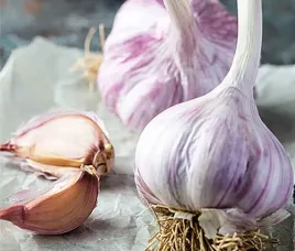 czosnek-zimowy-harnas-polski-250g-ekologiczny-do-sadzenia-i-jedzenia-glowki