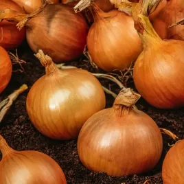 cebula-majka-wysoko-plonujaca-wczesna-nasiona-cebuli-warzyw