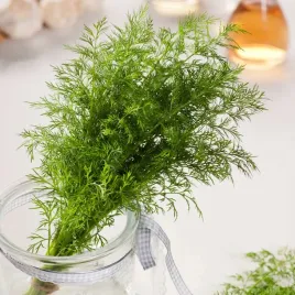 koper-ogrodowy-herkules-nasiona-kopru-plenny