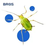bros-parcan-zwalcza-mszyce-400-stan-nowy-forma-rozpylacz-aerozol