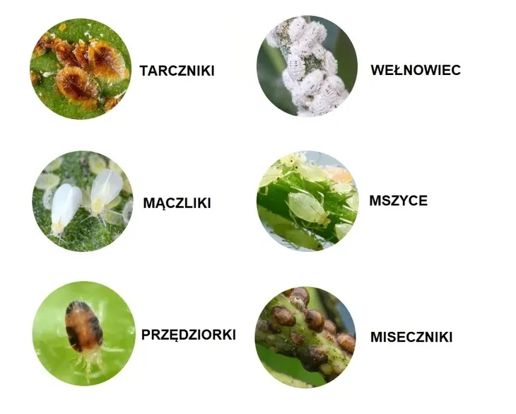 multi-insekt-spray-owadobojczy-substral-mszyce-zastosowanie-owadobojcze-przeciwko-insektom