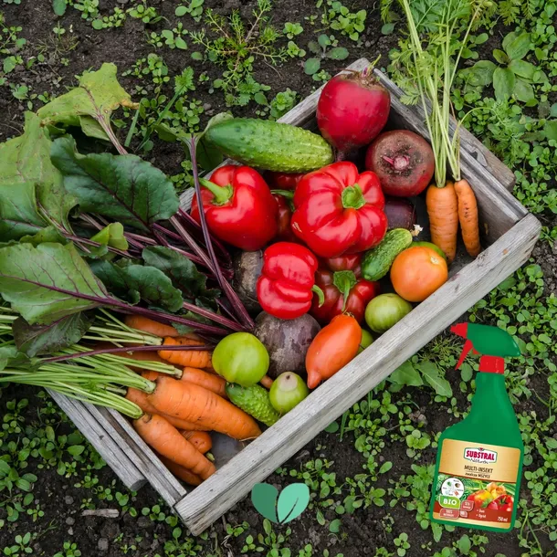 multi-insekt-spray-owadobojczy-substral-mszyce-forma-rozpylacz-aerozol-zastosowanie-owadobojcze-przeciwko-insektom