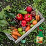 multi-insekt-spray-owadobojczy-substral-mszyce-forma-rozpylacz-aerozol-zastosowanie-owadobojcze-przeciwko-insektom