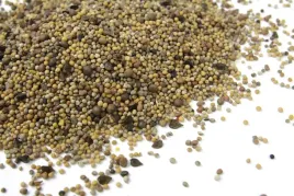 oplon-szybkorosnacy-mieszanka-mix-rzodkiew-nasiona-poplonowe-poplony-5kg