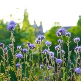 poplon-facelia-blekitna-1kg-nasiona-poplonu-miododajna-szybko-rosnaca