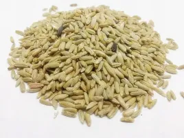 zyto-ozime-poplon-nasiona-poplonowe-zyta-1kg-szybko-rosnace