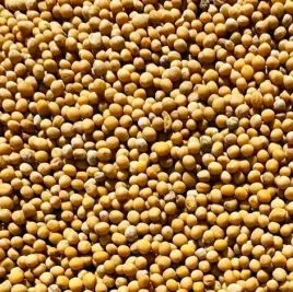gorczyca-na-poplon-nasiona-poplonowe-gorczycy-500g-mieszanka-poplonowa