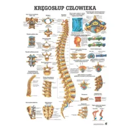 anatomia-tablica-anatomiczna-kregoslup-czlowieka