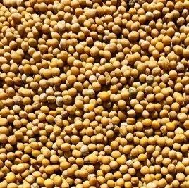 gorczyca-biala-kwalifikowana-gracja-miododajna-na-poplon-25kg