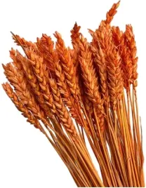 pomaranczowa-pszenica-suszona-zboze-klosy-palma-40-klosow-wielkanoc-40-cm