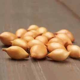 cebula-dymka-zimujaca-zimowa-jesienna-senshyu-yellow-500g-do-sadzenia-ladna
