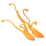 arcyziola-kordyceps-chinski-50-g-kod-producenta-arcyziola