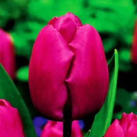 tulipan-purple-prince-5-sztuk-fioletowy-olbrzymi-wyjatkowy-exklusywny