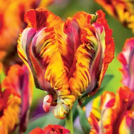 tulipan-papuzi-rasta-parrot-5-sztuk-dwukolorowy-wyjatkowy-exklusywny