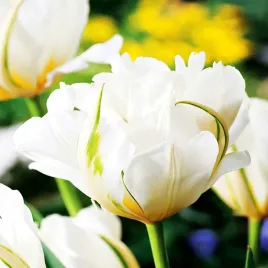 tulipan-tulipany-ekskluzywny-exotic-emperor-bialy-5szt-cebulki-dwukolorowy