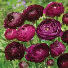 ranunculus-jaskier-tomer-purple-5-szt-jaskry-sadzonka-sadzonki-bulwy