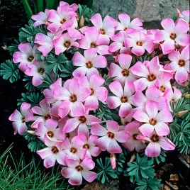 oxalis-adenophylla-szczawik-chilijski-rozowy-5-szt-cebulki