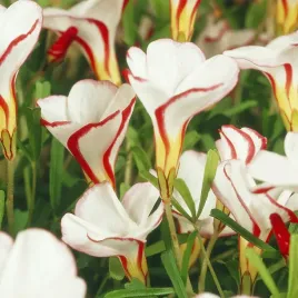 oxalis-szczawik-versicolor-1-szt-szczawiki-cebulki-czerowno-bialy