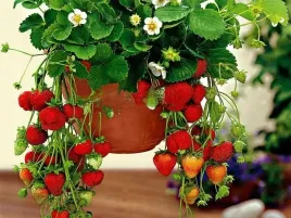 truskawka-zwisajaca-albion-slodka-caloroczna-obfite-plony-paletka-10szt