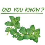 avitale-olejek-z-dzikie-oregano-30-ml-or-100percent-czysty-karwakrol-odpornosc-stan-opakowania-oryginalne