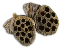 lotos-sredni-kwiat-lotosu-susz-egzotyczny-dekoracyjny-opakowanie-10-sztuk