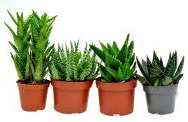 aloes-zestaw-4-szt-mix-nr-1-p-8-10-cm