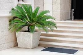 palma-cycas-revoluta-sagowiec-odwiniety-50-p15