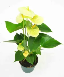 anturium-wanilia-anthurium-waniliowe-p12