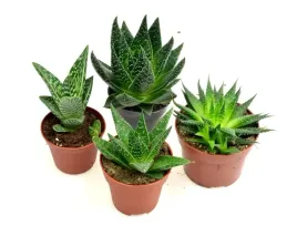 aloes-zestaw-4-szt-12-15-cm-mix-nr-2