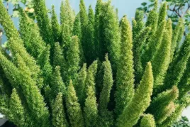 asparagus-meyers-szparag-lisie-ogony-p12