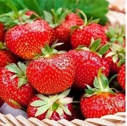 mrozoodporna-truskawka-dukat-10-sadzonek-ukorzenionych