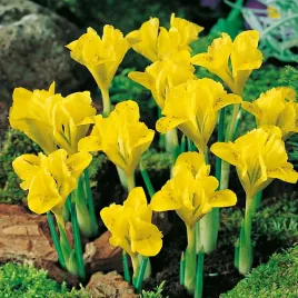 iris-reticulata-zylkowany-danforda-irysy-kosaciec-cebulki-zolty-5-szt