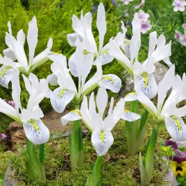 iris-reticulata-zylkowany-kosaciec-polar-ice-irysy-cebulki-bialy-5-szt