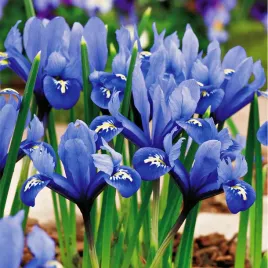 iris-reticulata-zylkowany-harmony-irysy-kosaciec-cebulki-niebieski-5-szt