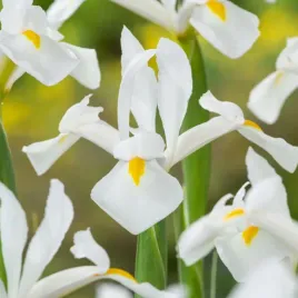 irys-holenderski-alaska-irysy-kosaciec-cebulki-bialy-5-szt