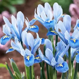 iris-reticulata-zylkowany-kosaciec-alida-irysy-kosaciec-cebulki-5-szt
