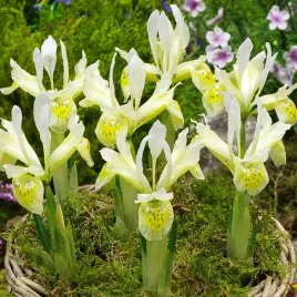 iris-reticulata-zylkowany-katharines-goldy-irysy-cebulki-jasno-zolty-5-szt