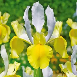 irys-holenderski-montecito-irysy-kosaciec-cebulki-bialo-zolty-5-szt